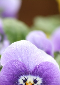 Moravian Florist