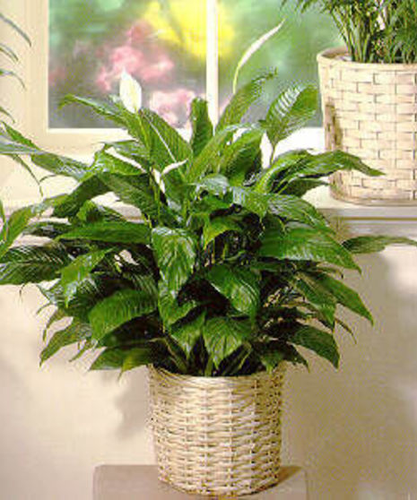 Peace Lily Plant