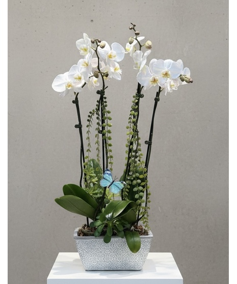 4 Stems White Orchid Plants