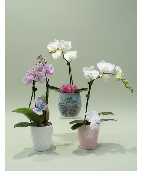 Mini Orchids-Color of plant may vary