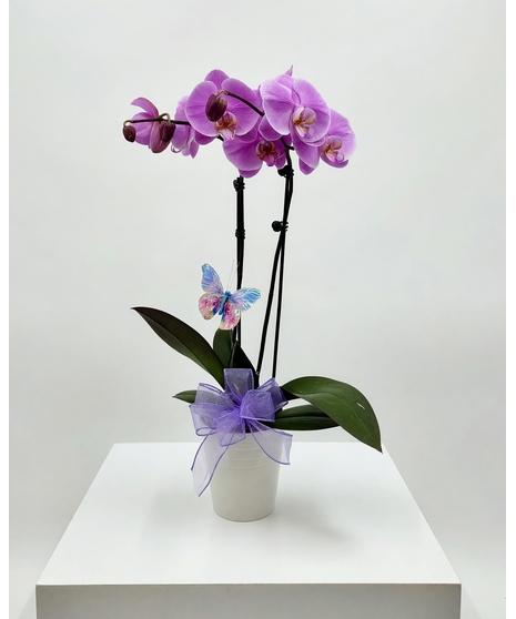 Purple Double Orchid Plant