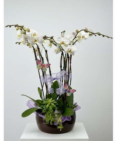 10 Stem orchid plant