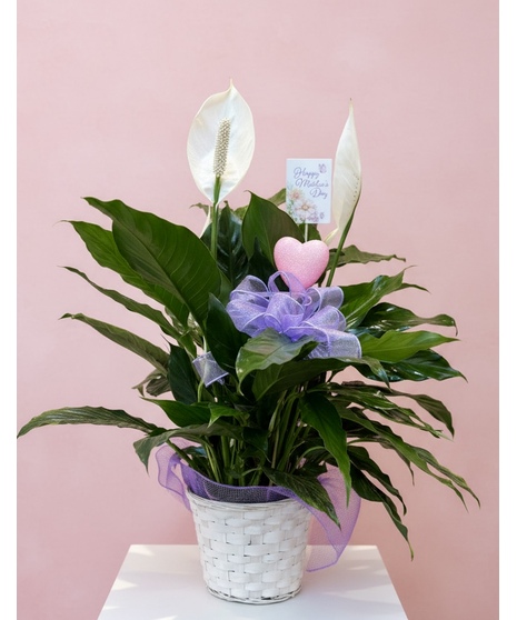 Mother's Day Peace Lily Plant tabletop