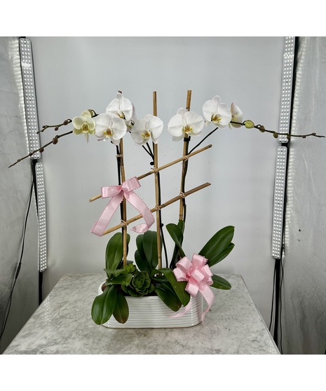 Triple Mother's day Orchid plants