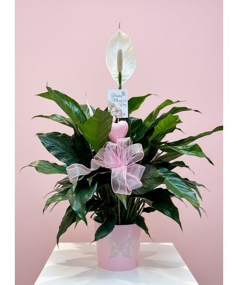 Butterfly Mother's Day Peace Lily