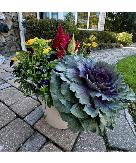 Medium Fall Mixed Planter