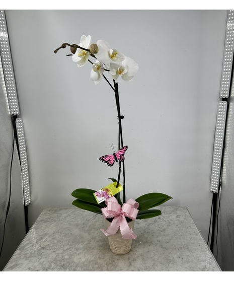 Orchid Plant in Ceramic