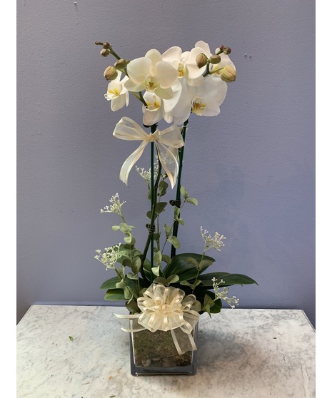 Double Orchid Plant in Ceramic