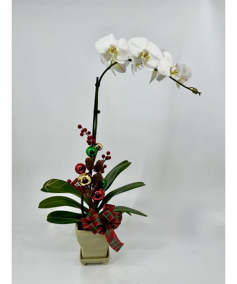 Holiday Orchid