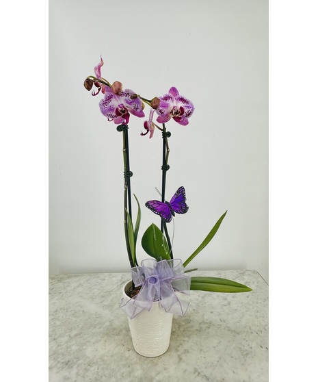 Double Orchid Plant in Ceramic