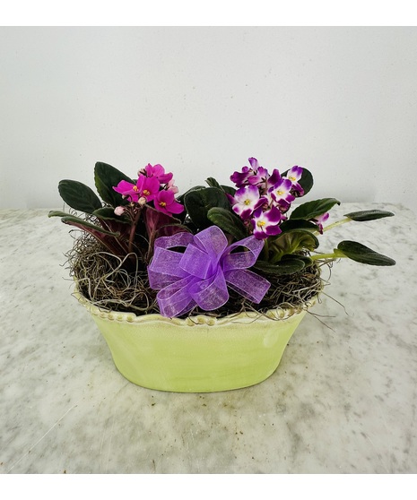Double African Violet Plant in container