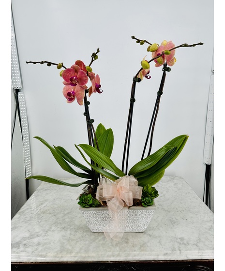4 Stem Orchid in a Planter