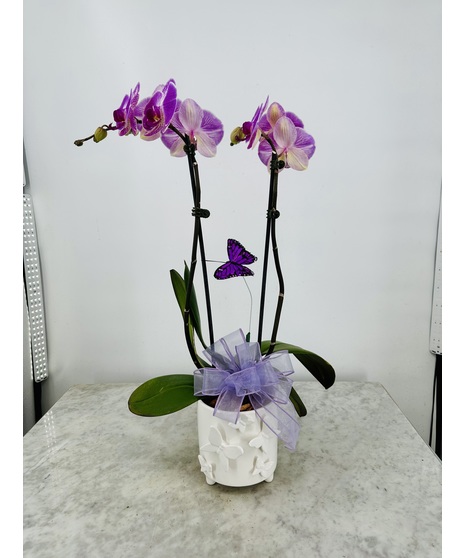 Butterfly Orchid