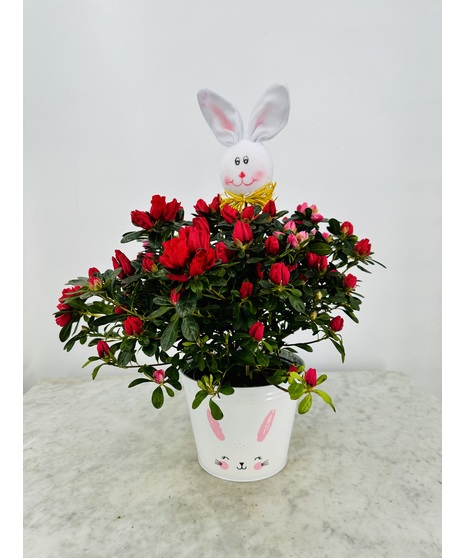 Azalea Bunny Plant
