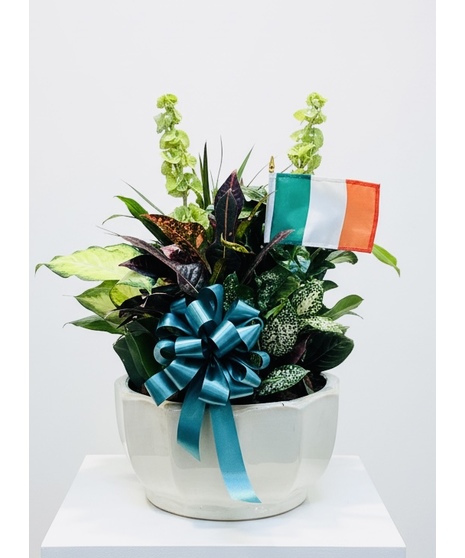 Shamrock Garden Standard