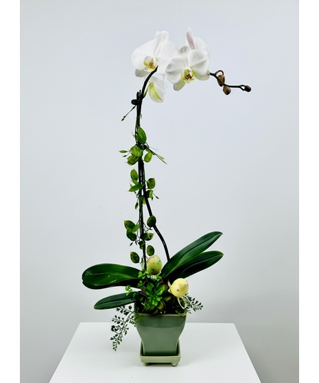 Easter Orchid Plant -Single Stem