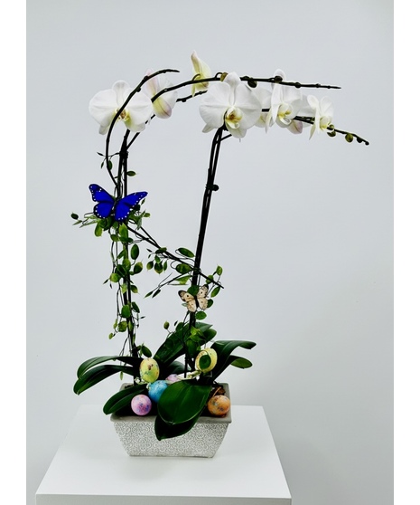 Easter Orchid- Double stem