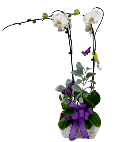 Double Stem Orchids in a Planter