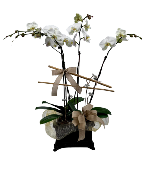 4 Stem Orchid with Crystals
