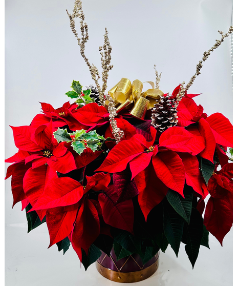 Drum Poinsettia