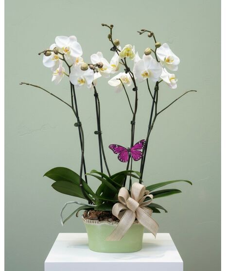4 Stems of Orchids