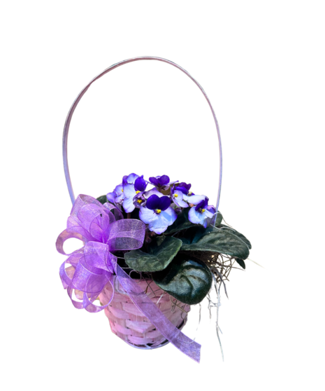 Flowering plant African violet plant