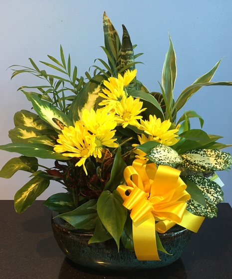 Dish garden filled with lush green and blooming yellow plants tied with yellow ribbon.