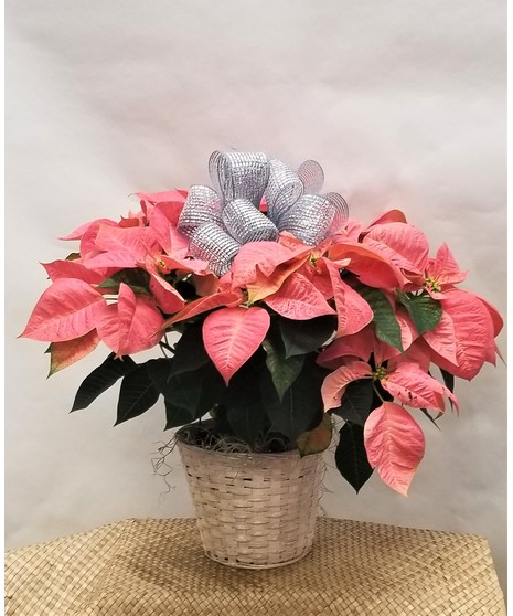 Pink Poinsettia With Bow
