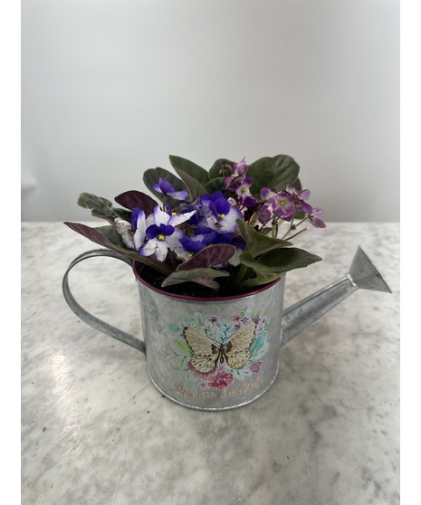 african violet with ribbon and heart pick