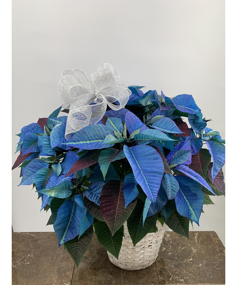 Blue Poinsettia