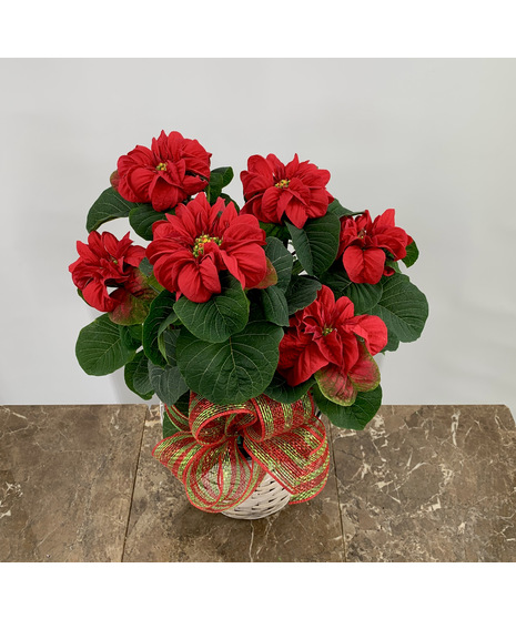 Winter Rose Poinsettia