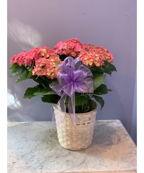 Hydrangea Plant