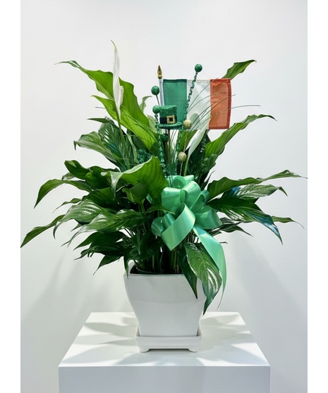 Shamrock Peace Lily in ceramic