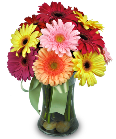 12 ASSORTED GERBERA VASED
