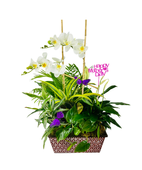 Window Box with Fresh Plants & Silk Orchids