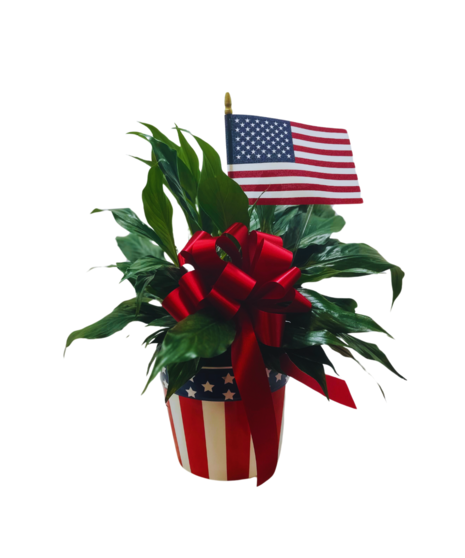 Patriotic Peace Lily