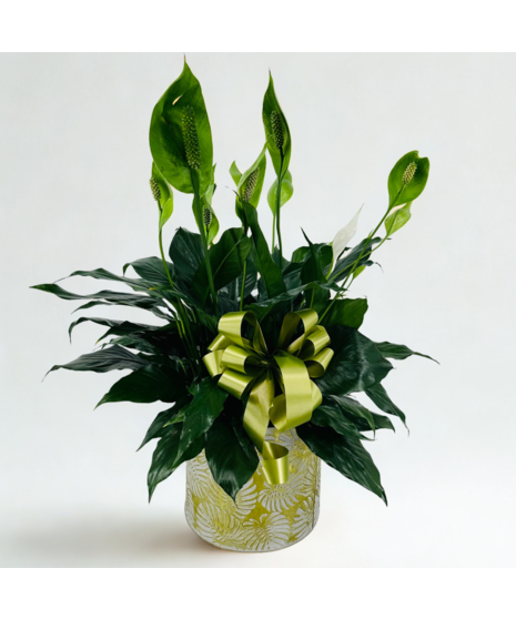 Plants