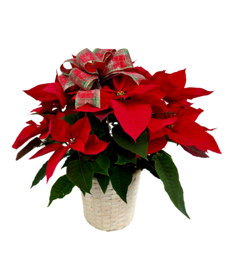 Poinsettia Plant
