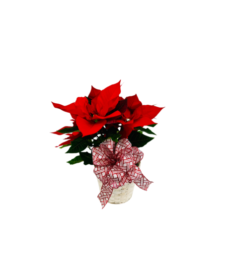 Red poinsettia plant tied with red ribbon