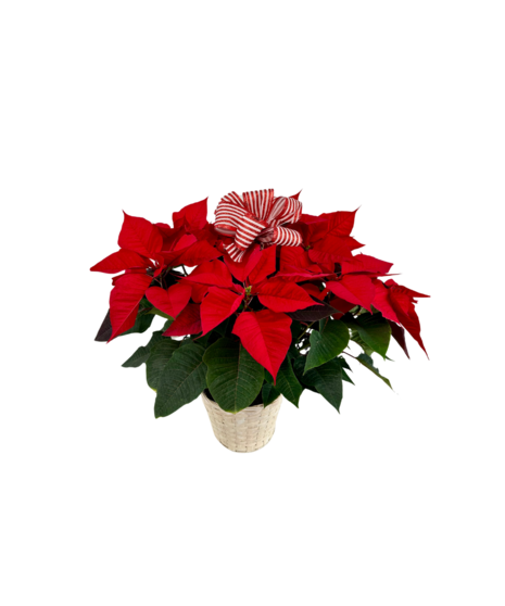 Red poinsettia plant tied with red ribbon