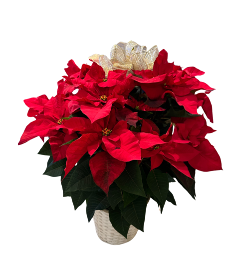 Red poinsettia plant tied with red ribbon