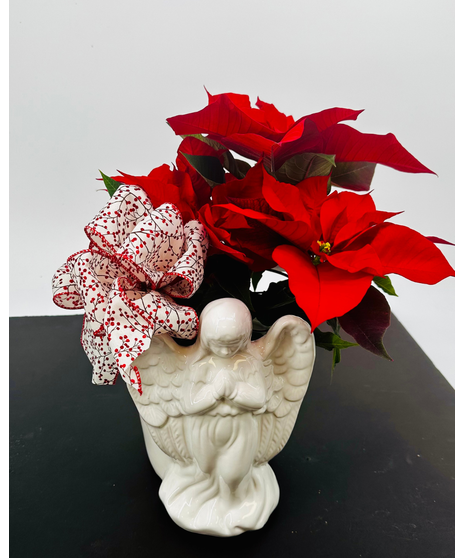 Angel Poinsettia