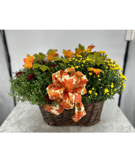 double mum planter