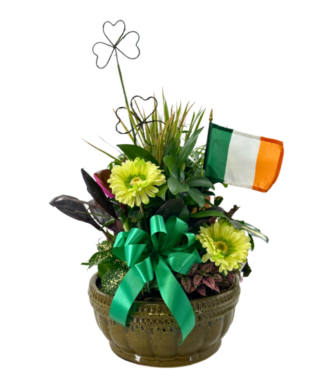 Shamrock Garden Standard
