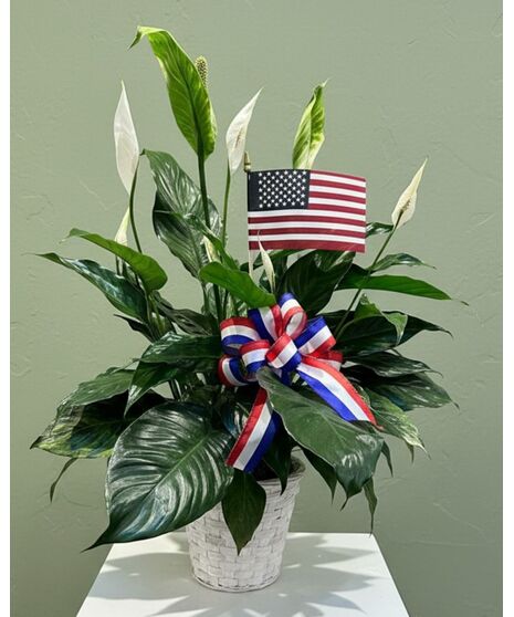 Patriotic Peace Lily