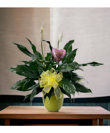 Mother's day Peace lily in Ceramic