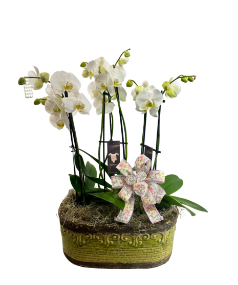 elegant orchids in a tall green ceramic planter accented with bow