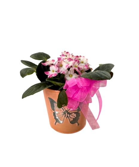 African Violet In Tin