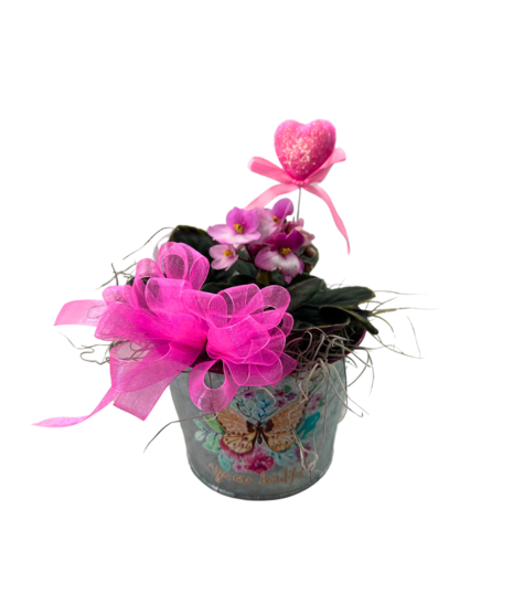 african violet with ribbon and heart pick