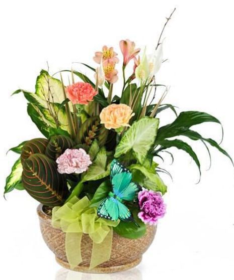 Butterfly Dish  Garden